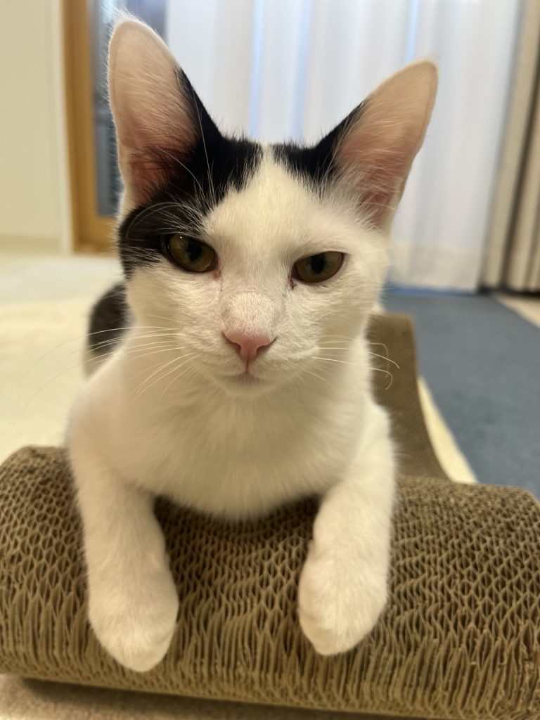 猫壱 バリバリベッド カールMでくつろぐ猫