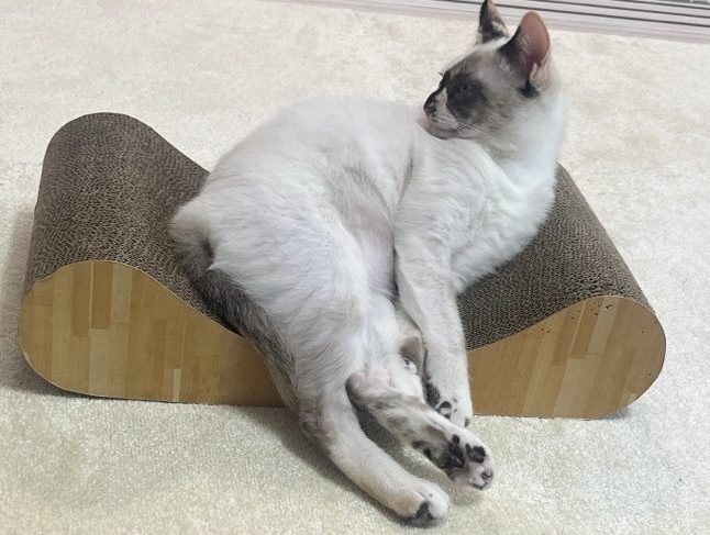 猫壱 バリバリベッド カールMの上で横になる猫