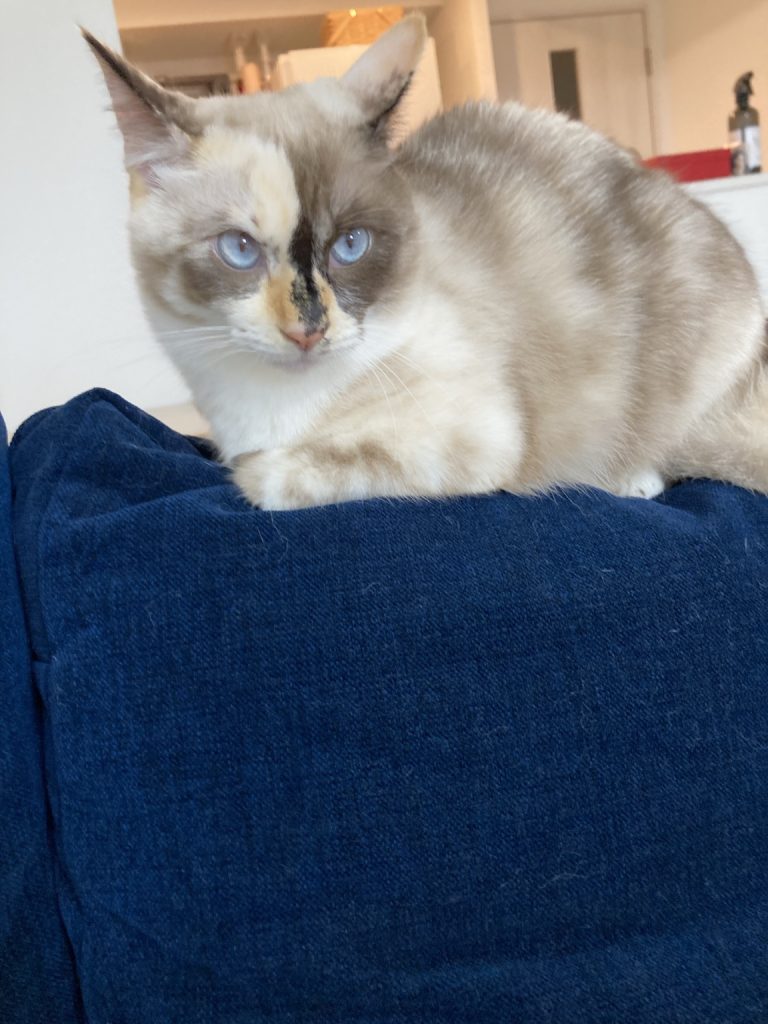 NOYESソファの背もたれに乗っているのんちゃん