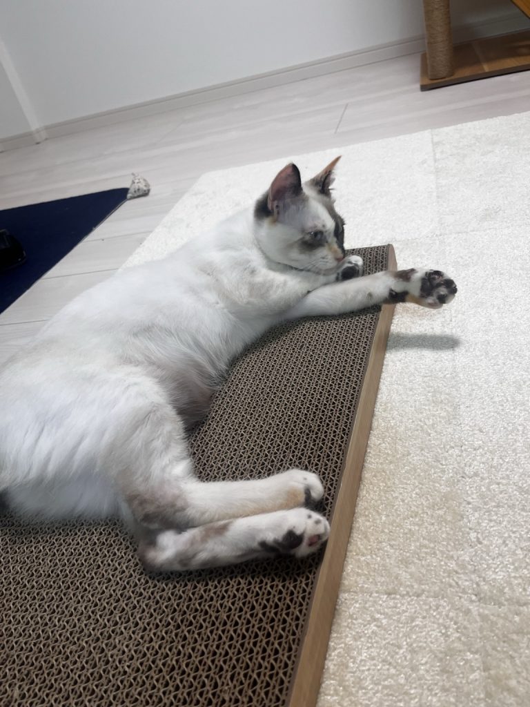 にゃんこの宿 にゃんと極楽の上でくつろぐ猫