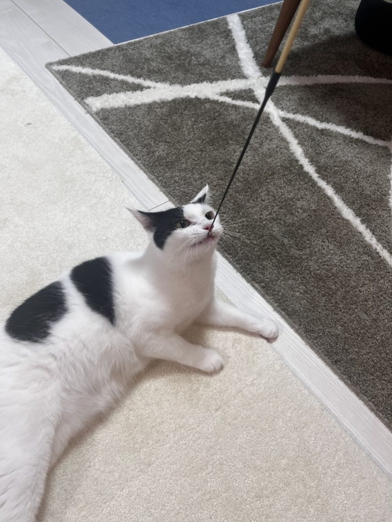 ヨロコブラのひげを見上げる白黒猫のくぅちゃん