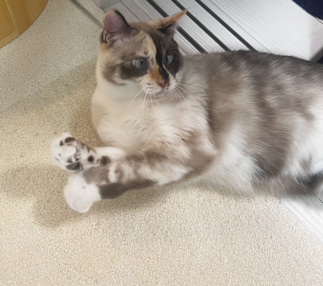ヨロコブラのひげに前足を上げるのんちゃん